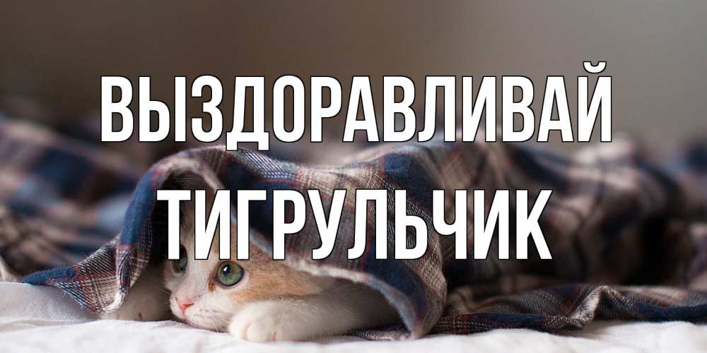 Открытка на каждый день с именем, Тигpульчик Выздоравливай не болейте с котиком Прикольная открытка с пожеланием онлайн скачать бесплатно 