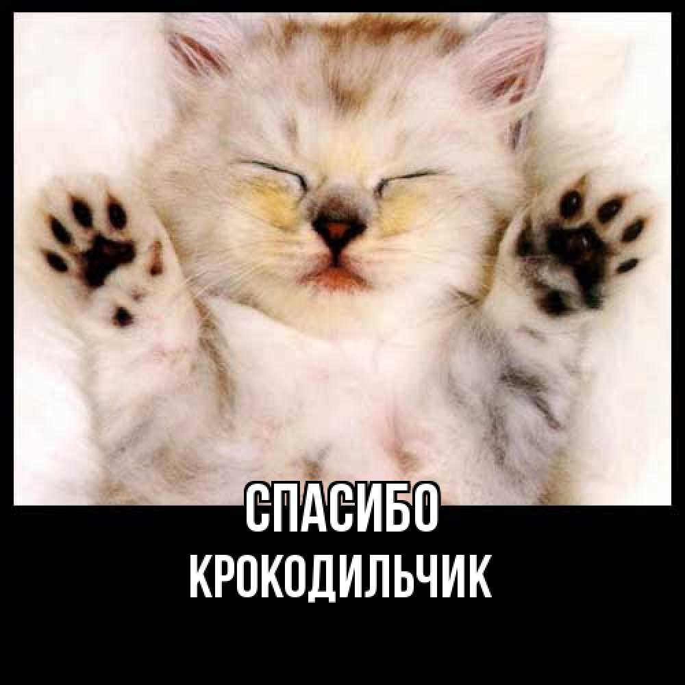 Открытка на каждый день с именем, Крокодильчик Спасибо маленький котенок Прикольная открытка с пожеланием онлайн скачать бесплатно 