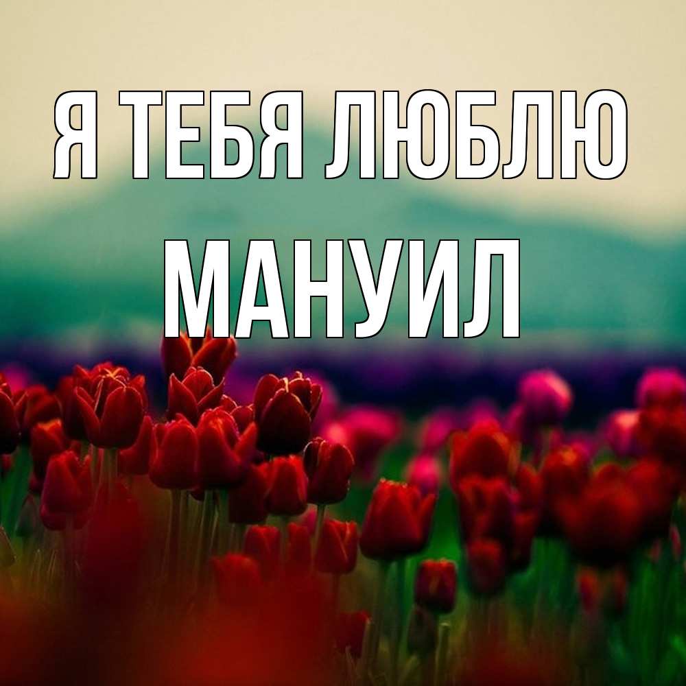 Открытка на каждый день с именем, Мануил Я тебя люблю тюльпаны 4 Прикольная открытка с пожеланием онлайн скачать бесплатно 
