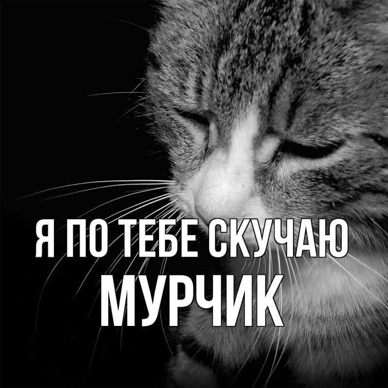 Картинка Я по тебе скучаю, Мурчик