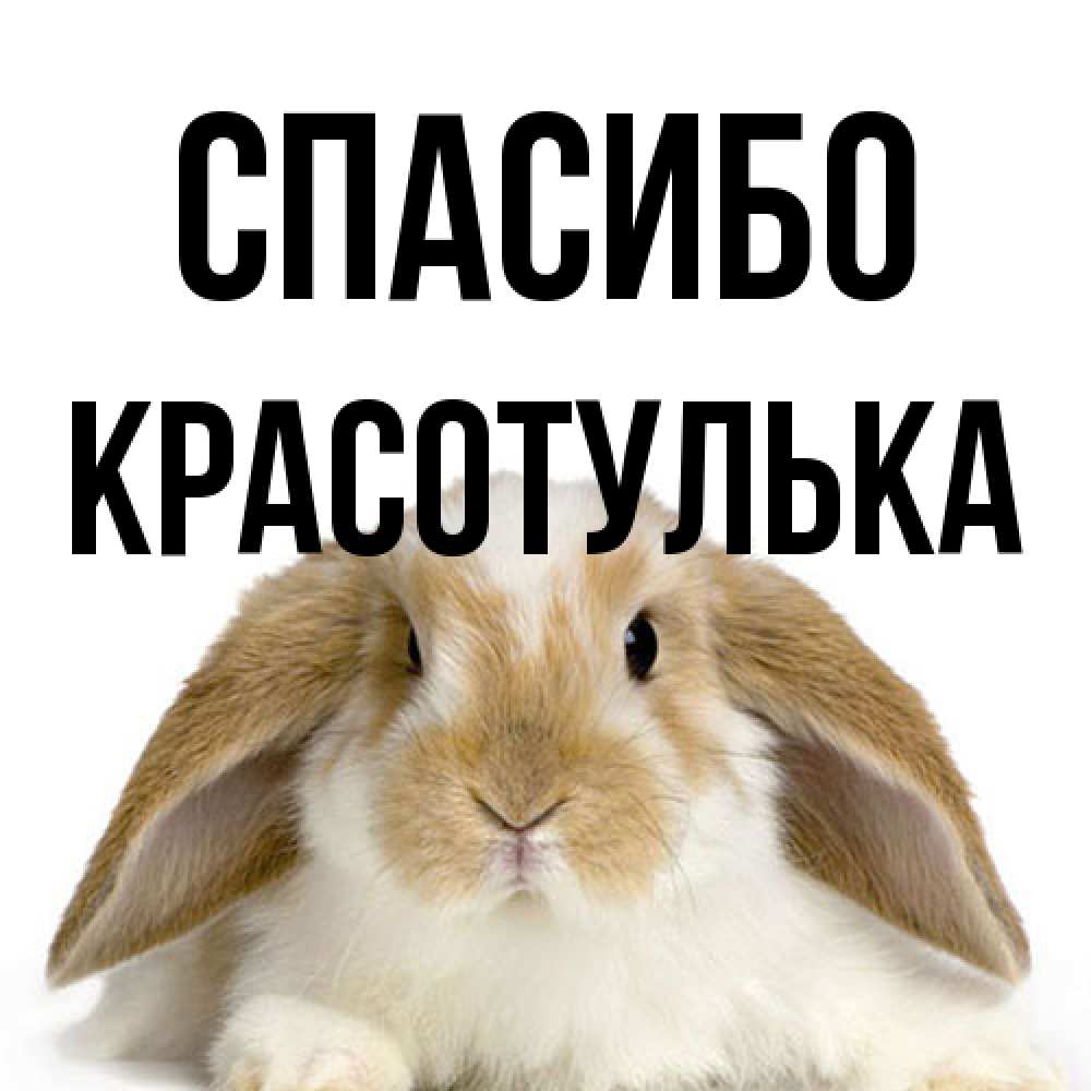 Открытка на каждый день с именем, красотулька Спасибо коричнево белый заяц Прикольная открытка с пожеланием онлайн скачать бесплатно 