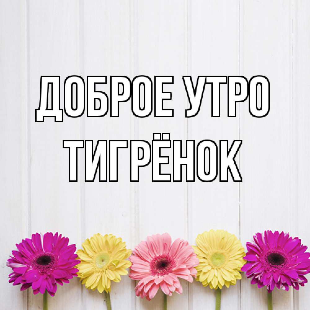 Открытка на каждый день с именем, Тигрёнок Доброе утро красный желтый и розовый цветок Прикольная открытка с пожеланием онлайн скачать бесплатно 