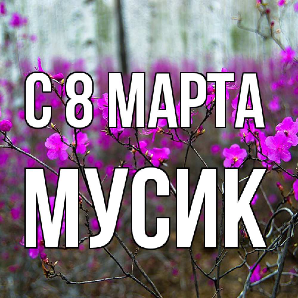 Открытка на каждый день с именем, мусик C 8 МАРТА дикие цветы Прикольная открытка с пожеланием онлайн скачать бесплатно 