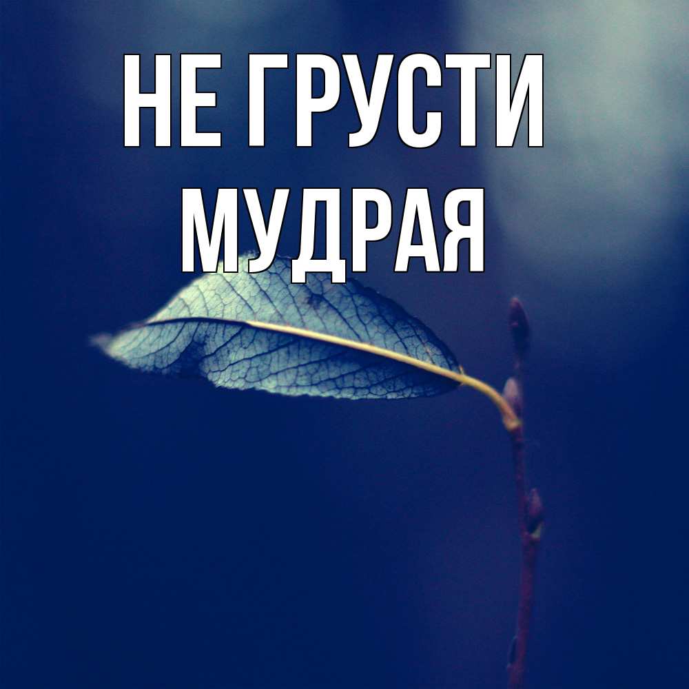 Открытка на каждый день с именем, Мудpая Не грусти растение Прикольная открытка с пожеланием онлайн скачать бесплатно 