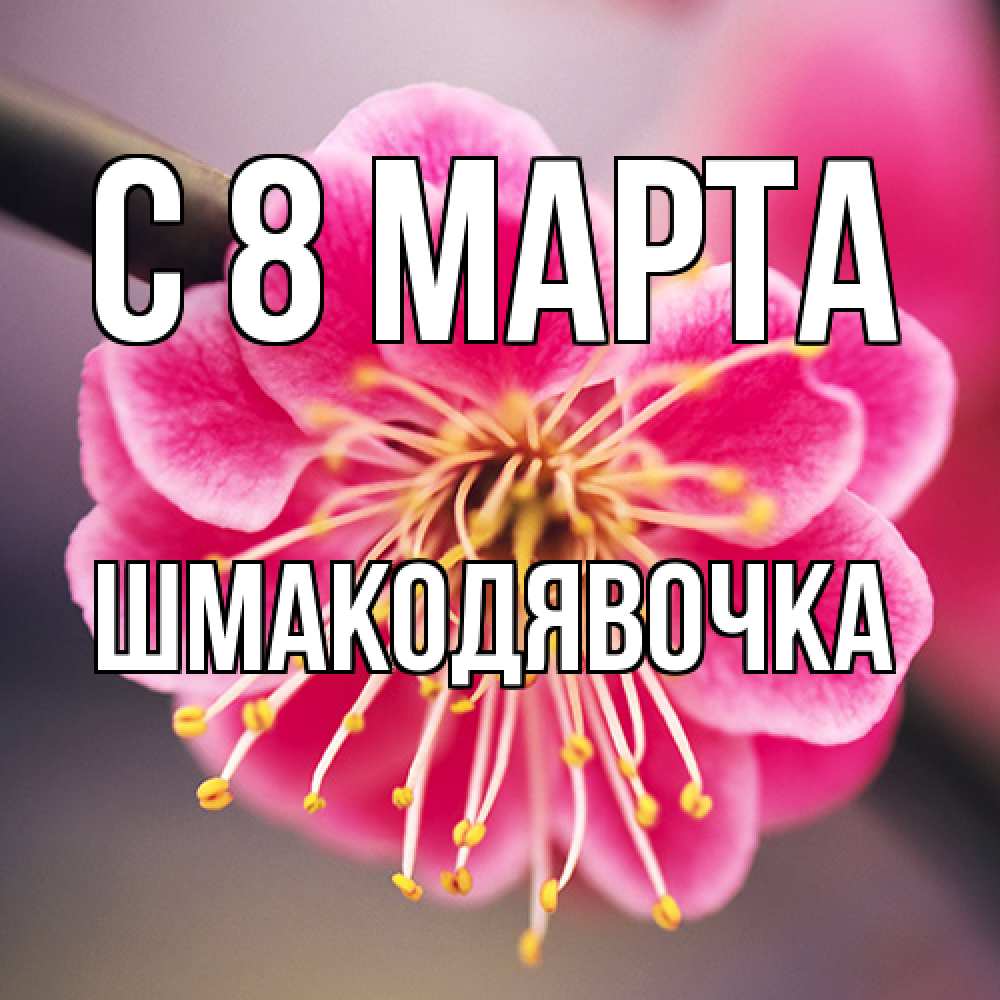 Открытка на каждый день с именем, шмакодявочка C 8 МАРТА цветы Прикольная открытка с пожеланием онлайн скачать бесплатно 