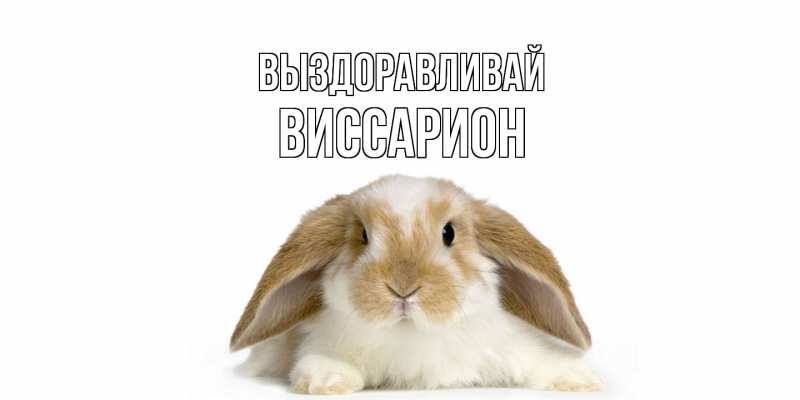 Картинка Выздоравливай, Виссарион