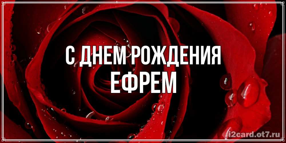 Открытка на каждый день с именем, Ефрем С днем рождения крупная бордовая роза Прикольная открытка с пожеланием онлайн скачать бесплатно 