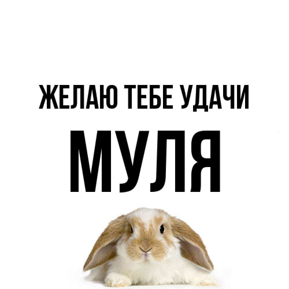 Открытка на каждый день с именем, Муля Желаю тебе удачи открытки с произвольным текстом который можно вставить в открытку и создать ее самостоятельно бесплатно онлайн Прикольная открытка с пожеланием онлайн скачать бесплатно 