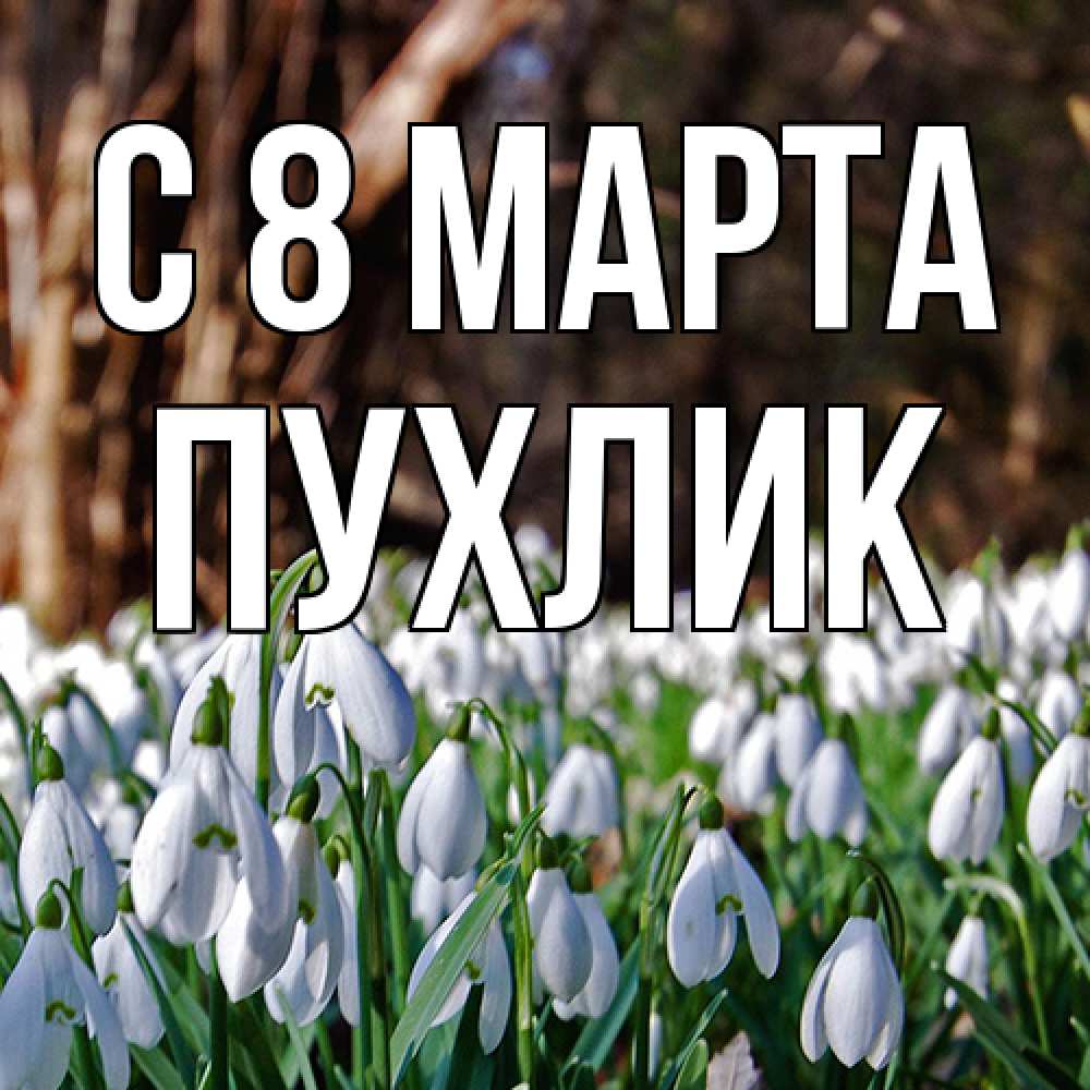 Открытка на каждый день с именем, пухлик C 8 МАРТА с подснежниками 1 Прикольная открытка с пожеланием онлайн скачать бесплатно 