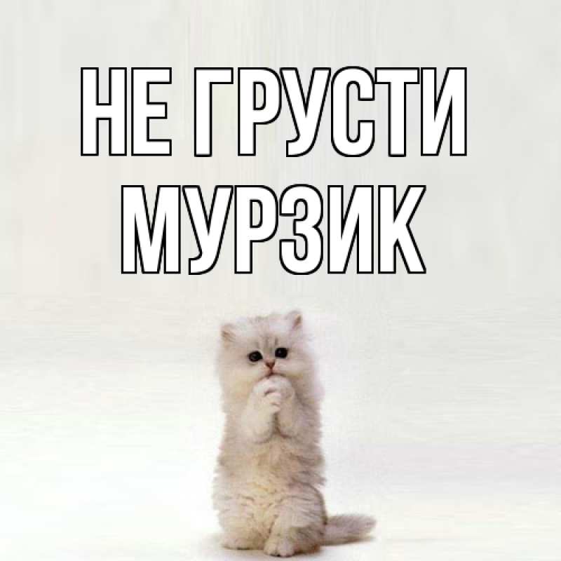 Картинка Не грусти, Мурзик