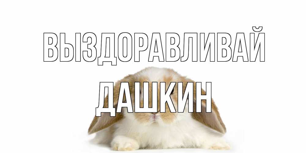 Открытка на каждый день с именем, Дашкин Выздоравливай вислоухий кролик белого и коричневого цвета Прикольная открытка с пожеланием онлайн скачать бесплатно 
