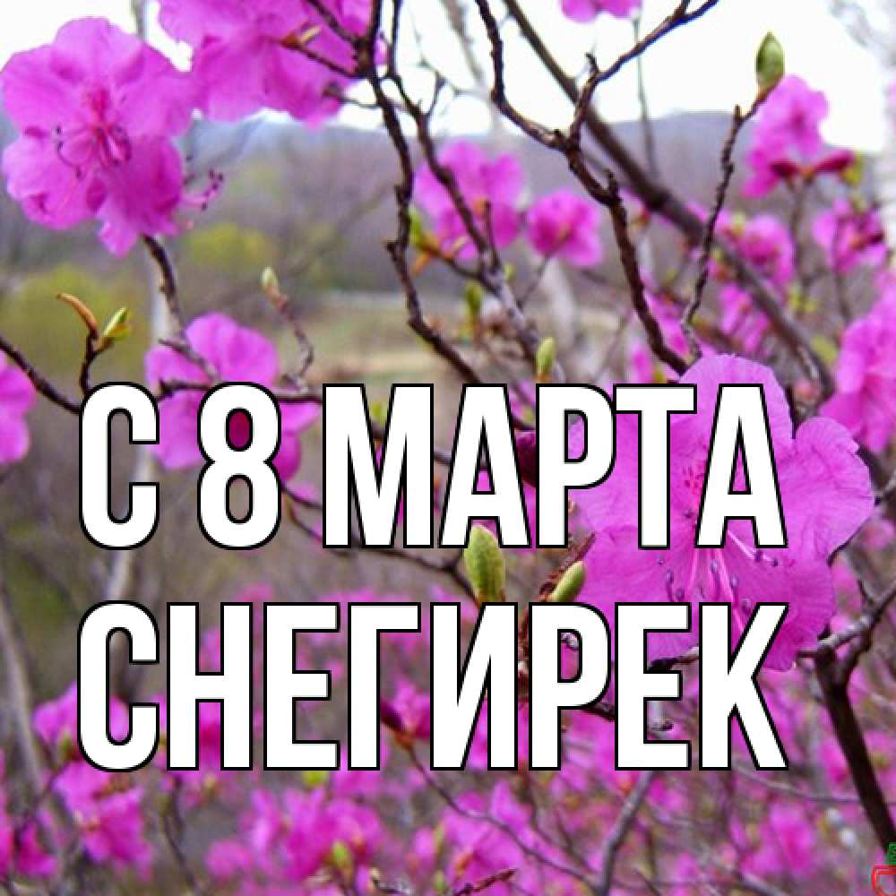 Открытка на каждый день с именем, снегирек C 8 МАРТА международный женский день Прикольная открытка с пожеланием онлайн скачать бесплатно 