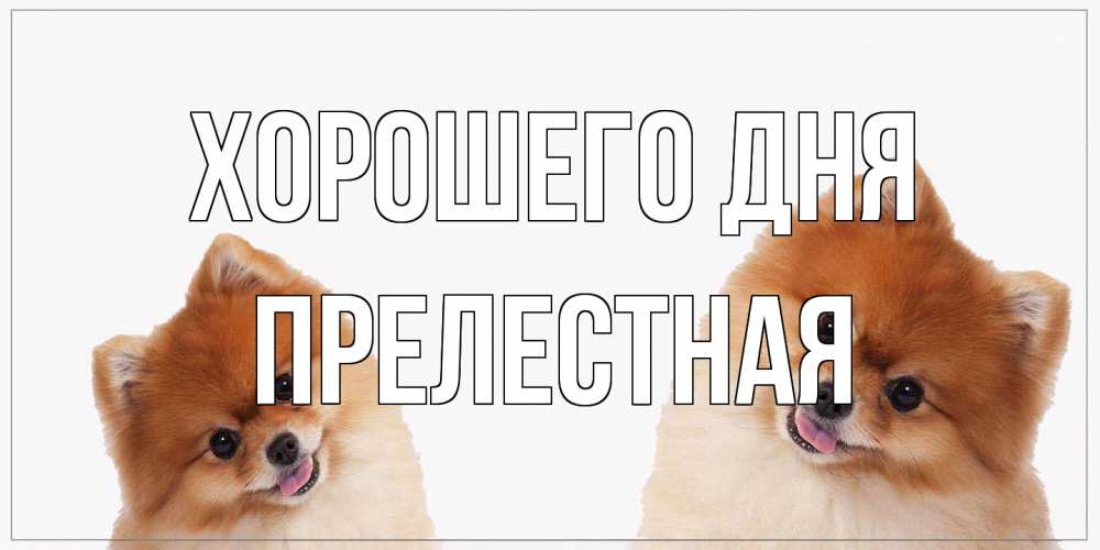 Открытка на каждый день с именем, Прелестная Хорошего дня собачки желают прекрасного дня Прикольная открытка с пожеланием онлайн скачать бесплатно 