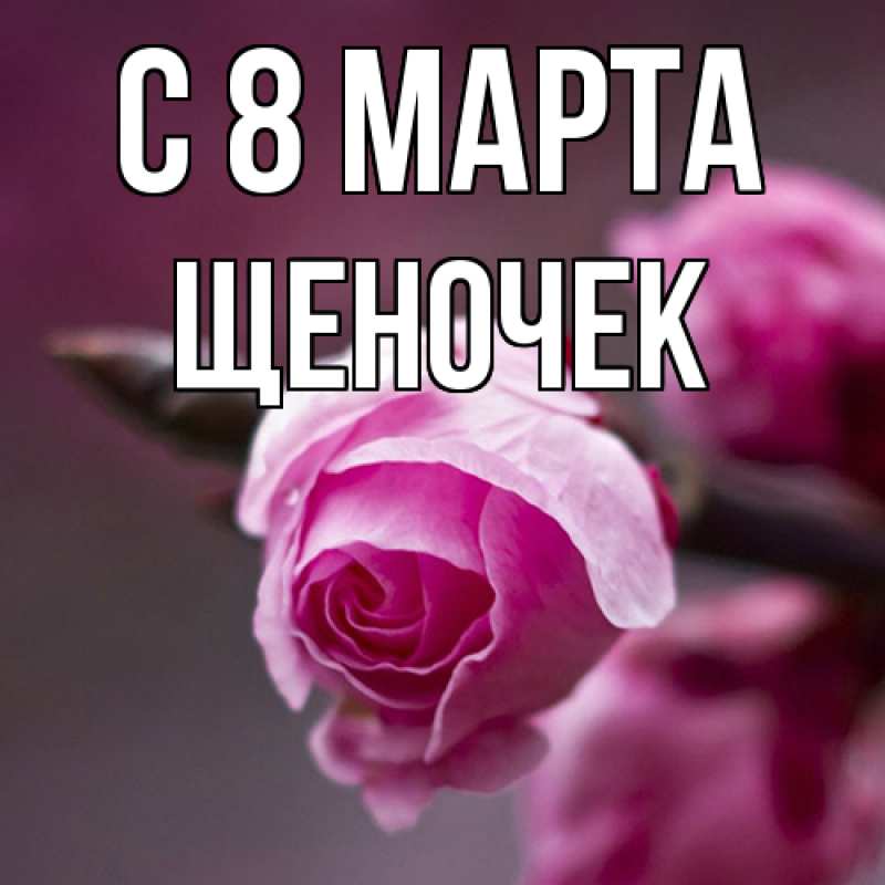 Картинка C 8 МАРТА, Щеночек