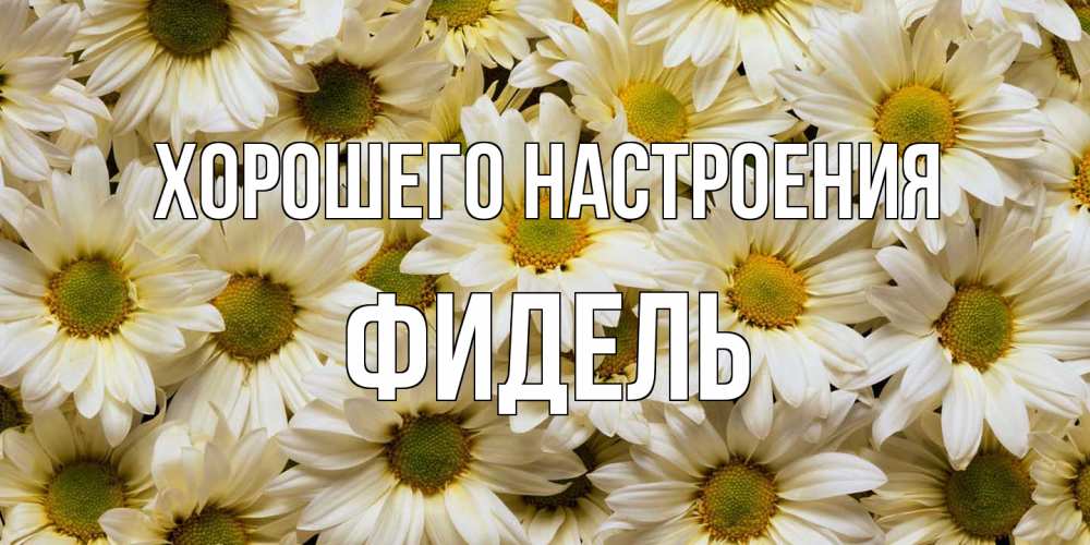 Открытка на каждый день с именем, Фидель Хорошего настроения крупные ромашки Прикольная открытка с пожеланием онлайн скачать бесплатно 
