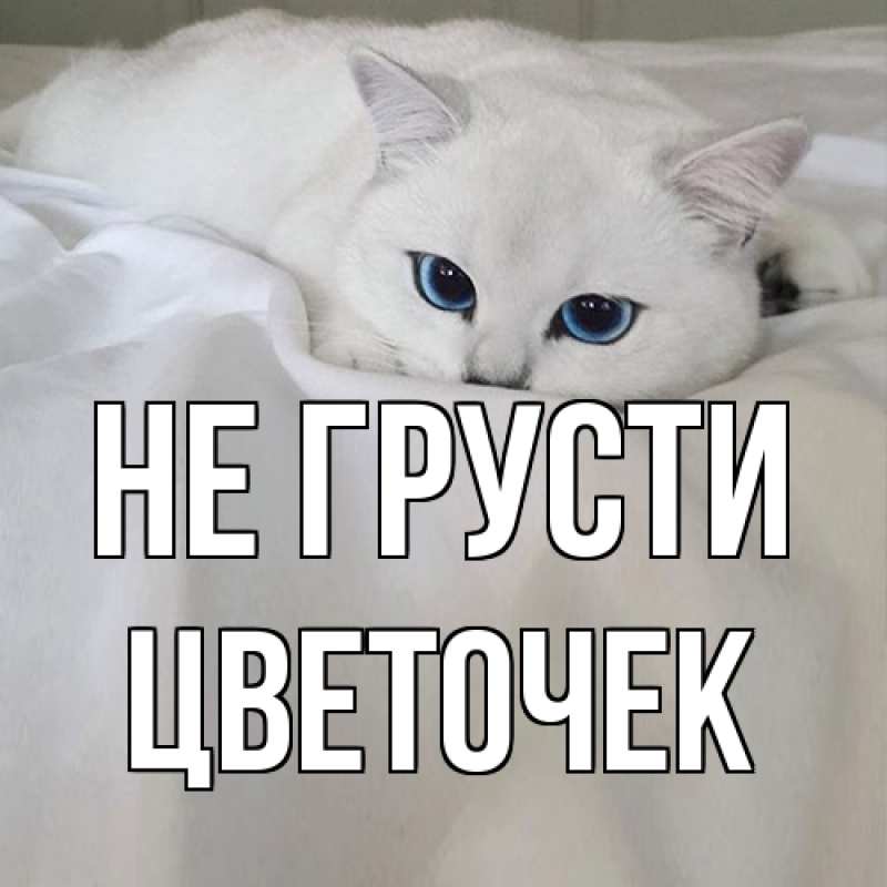 Картинка Не грусти, Цветочек