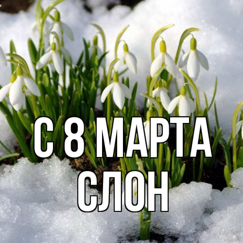 Открытка на каждый день с именем, Слон C 8 МАРТА цветы весенние Прикольная открытка с пожеланием онлайн скачать бесплатно 