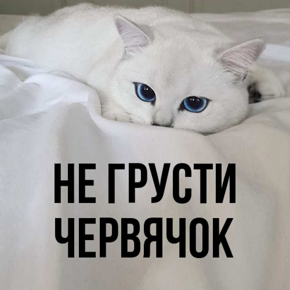 Открытка на каждый день с именем, Червячок Не грусти Голубоглазая кошка Прикольная открытка с пожеланием онлайн скачать бесплатно 