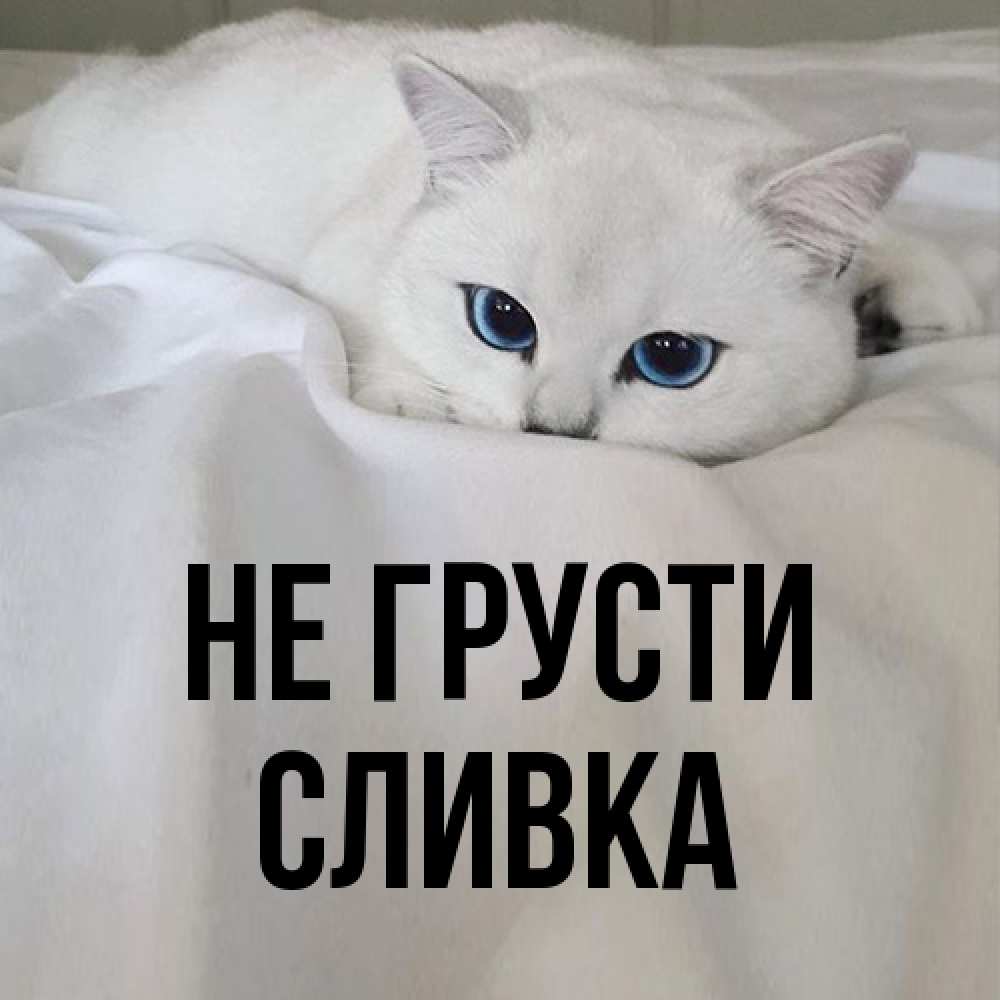 Открытка на каждый день с именем, Сливка Не грусти Голубоглазая кошка Прикольная открытка с пожеланием онлайн скачать бесплатно 