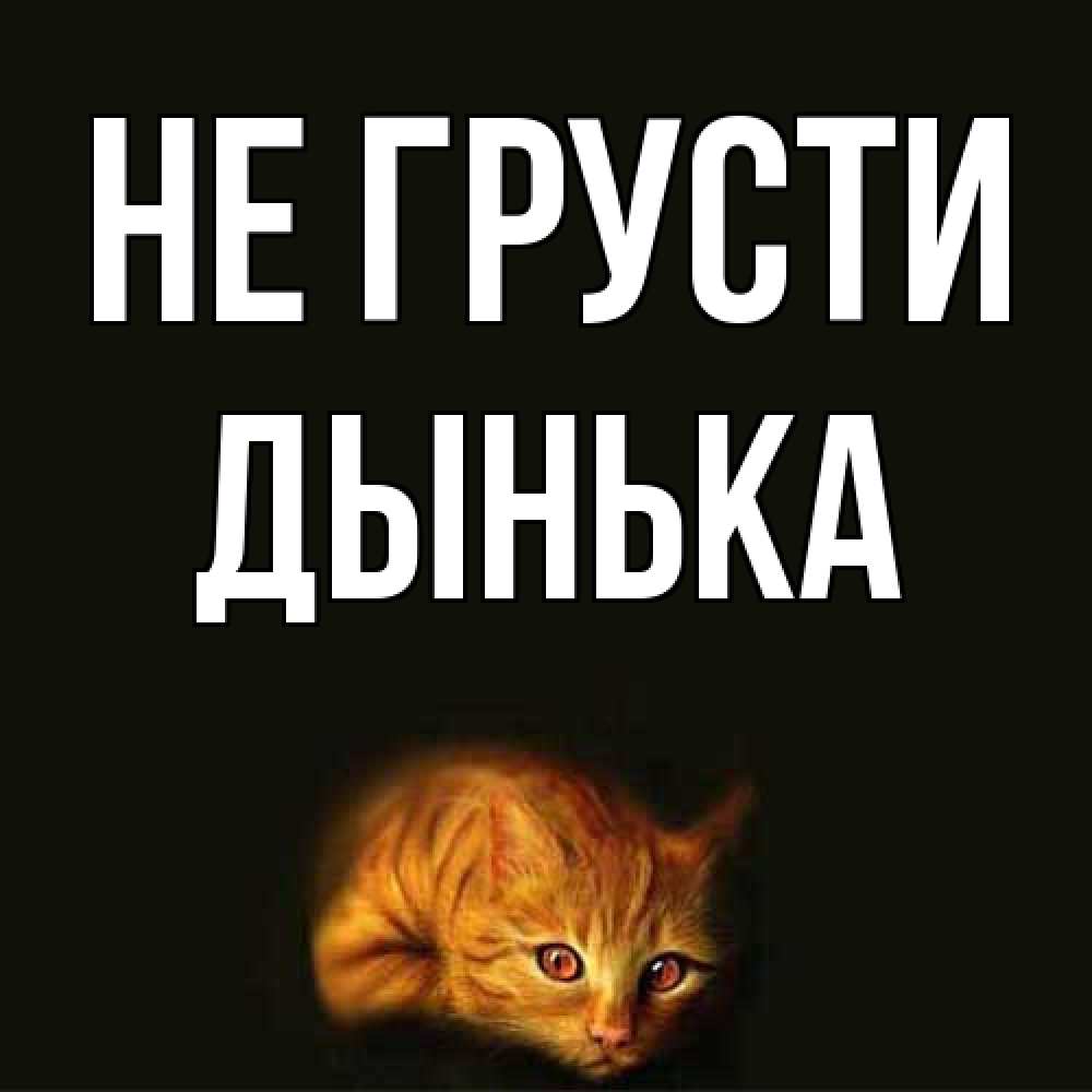 Открытка на каждый день с именем, Дынька Не грусти лежащий кот в темноте Прикольная открытка с пожеланием онлайн скачать бесплатно 