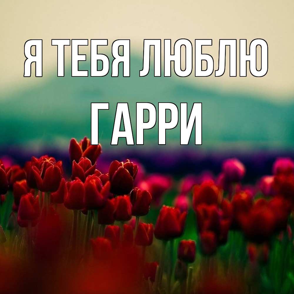 Открытка на каждый день с именем, Гарри Я тебя люблю тюльпаны 4 Прикольная открытка с пожеланием онлайн скачать бесплатно 