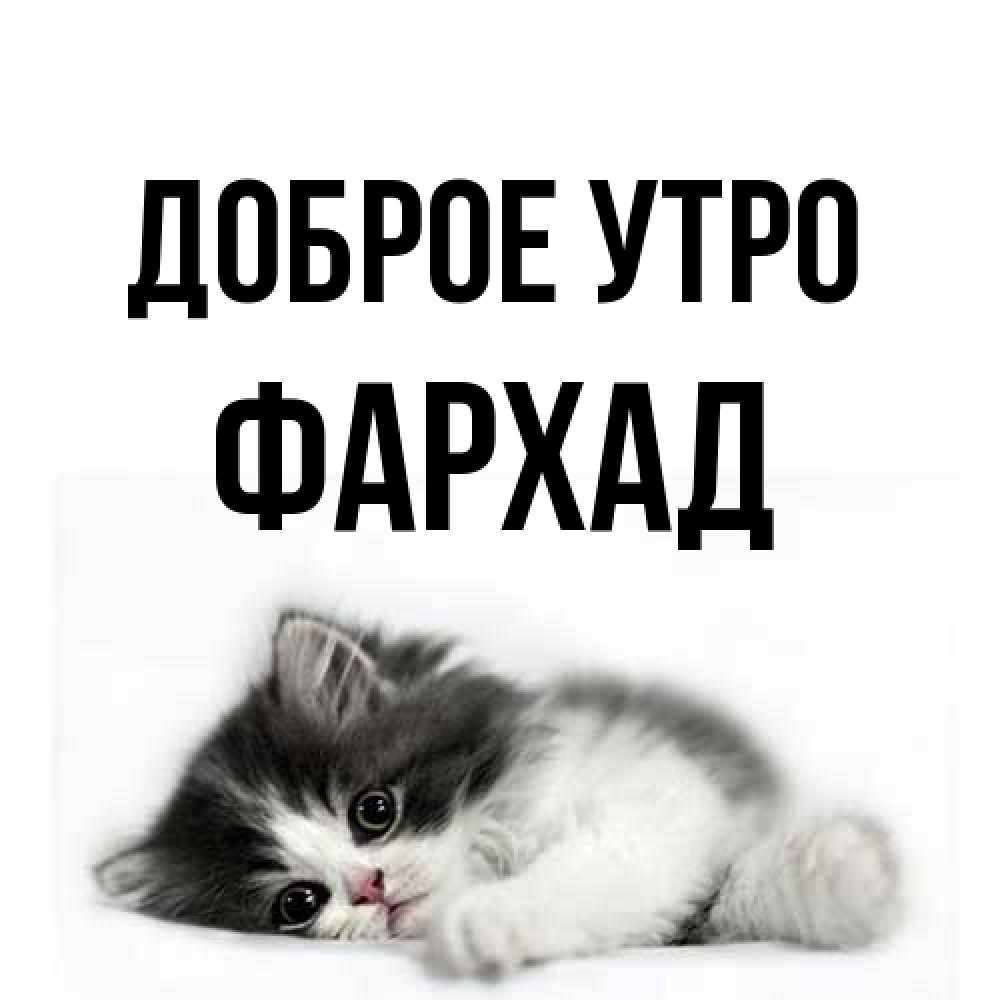 Открытка на каждый день с именем, Фархад Доброе утро кот лапки Прикольная открытка с пожеланием онлайн скачать бесплатно 