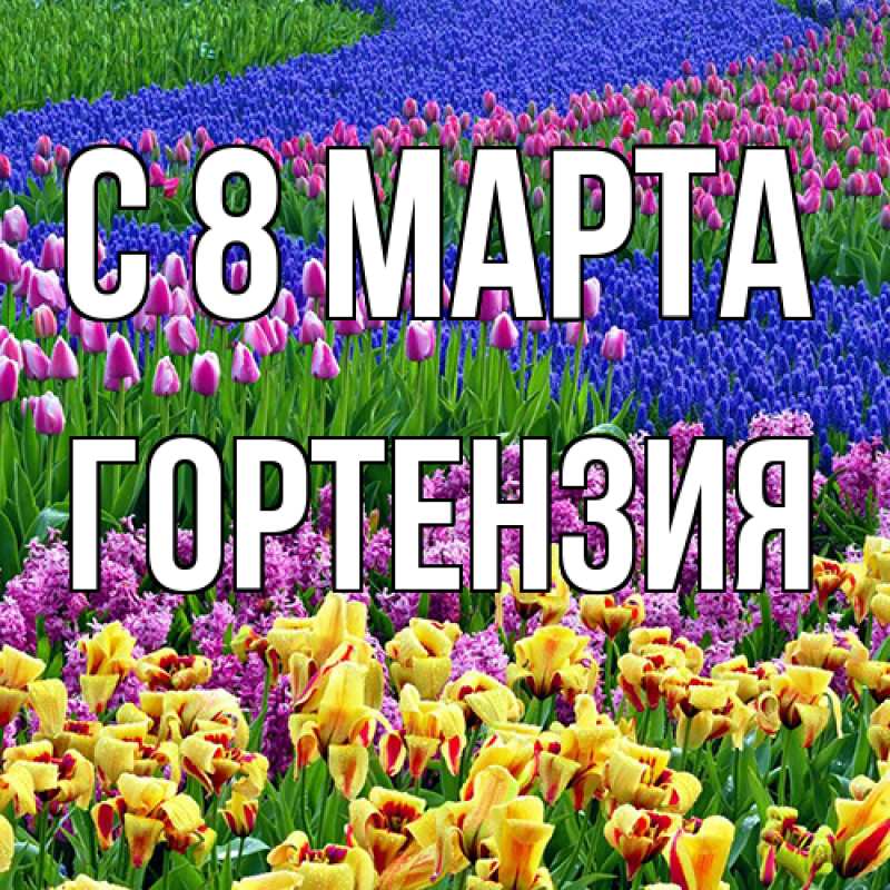 Картинка C 8 МАРТА, Гортензия