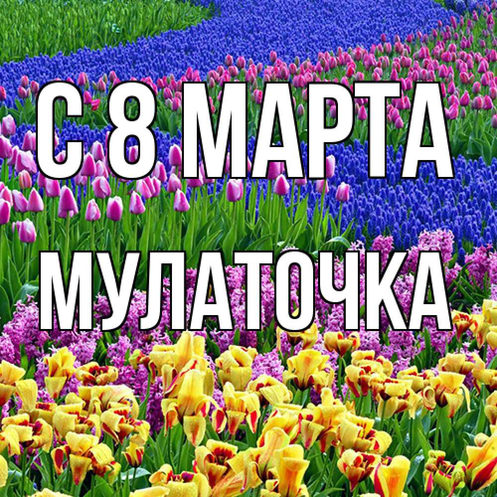 Открытка на каждый день с именем, Мулаточка C 8 МАРТА цветы Прикольная открытка с пожеланием онлайн скачать бесплатно 
