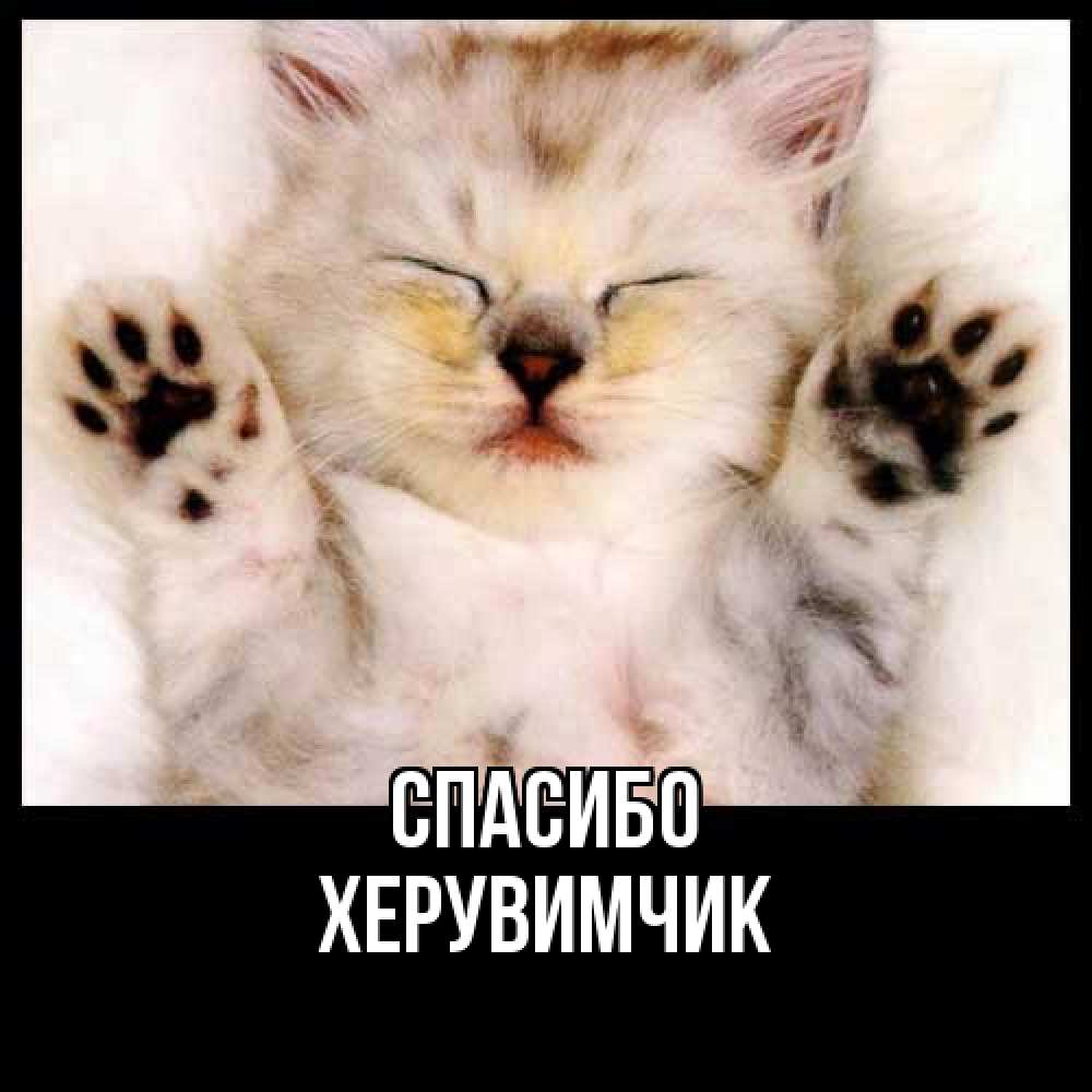 Открытка на каждый день с именем, Хеpувимчик Спасибо маленький котенок Прикольная открытка с пожеланием онлайн скачать бесплатно 