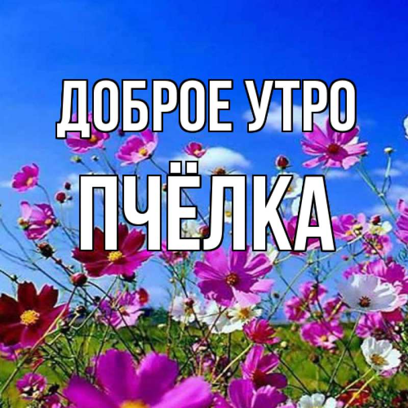 Картинка Доброе утро, Пчёлка