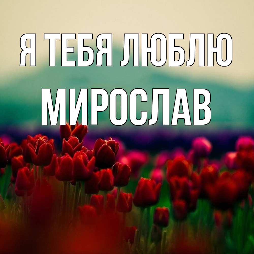 Открытка на каждый день с именем, Мирослав Я тебя люблю тюльпаны 4 Прикольная открытка с пожеланием онлайн скачать бесплатно 