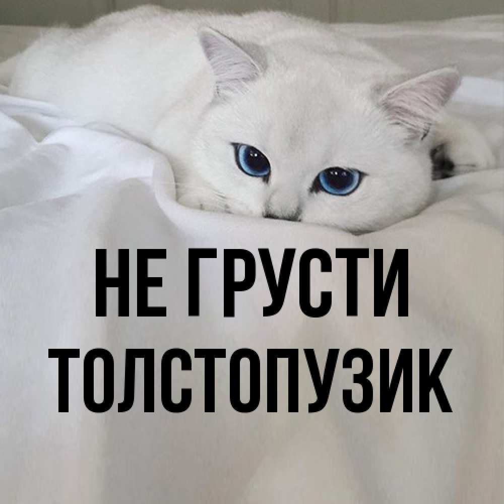 Открытка на каждый день с именем, Толстопузик Не грусти Голубоглазая кошка Прикольная открытка с пожеланием онлайн скачать бесплатно 