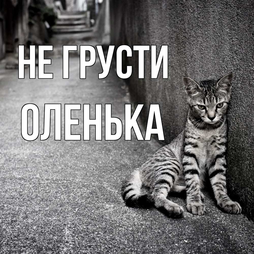 Открытка на каждый день с именем, Оленька Не грусти скучающий котик Прикольная открытка с пожеланием онлайн скачать бесплатно 