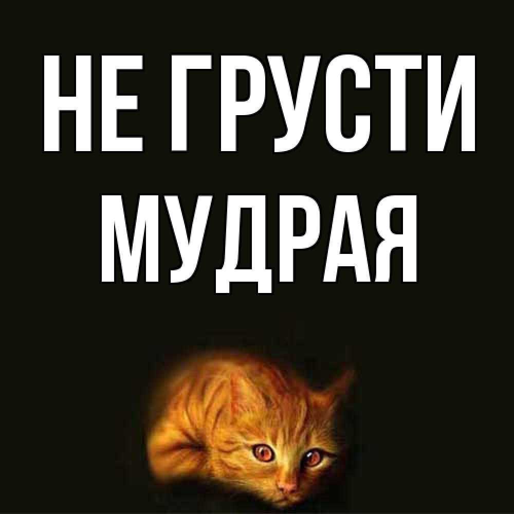 Открытка на каждый день с именем, Мудpая Не грусти лежащий кот в темноте Прикольная открытка с пожеланием онлайн скачать бесплатно 