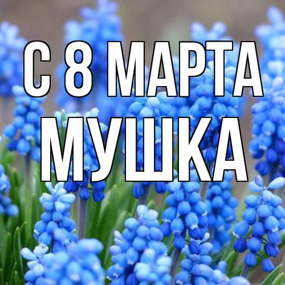 Открытка на каждый день с именем, мушка C 8 МАРТА Поздравительная открытка для женщин с цветами на праздничную дату Прикольная открытка с пожеланием онлайн скачать бесплатно 