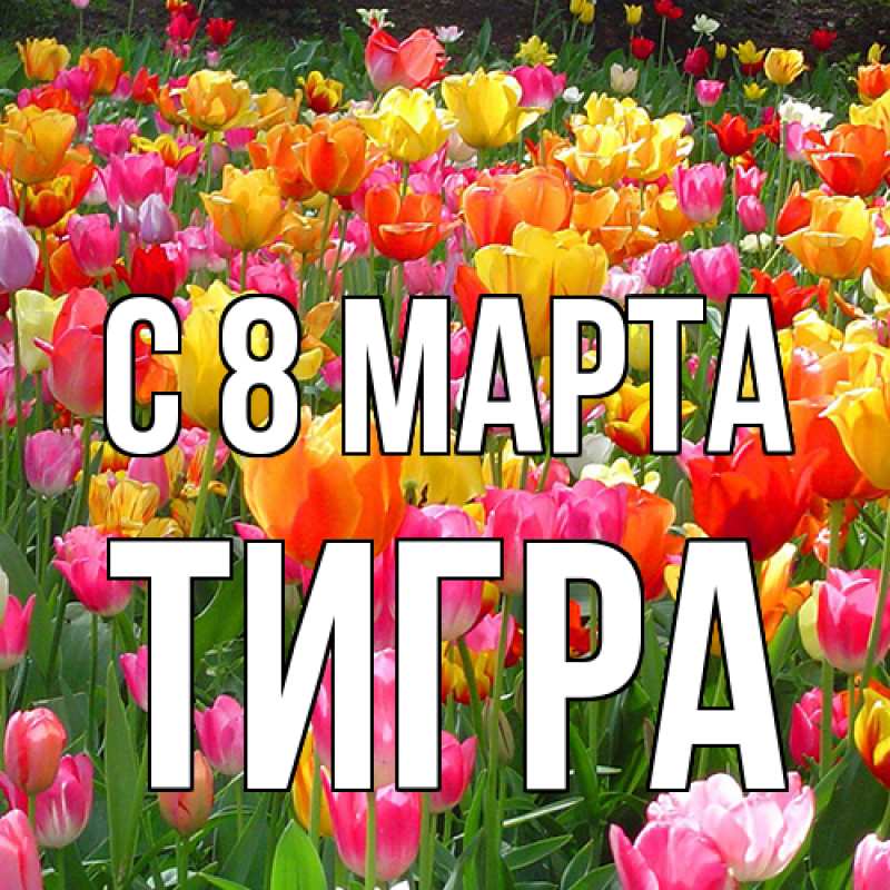 Картинка C 8 МАРТА, Тигpа