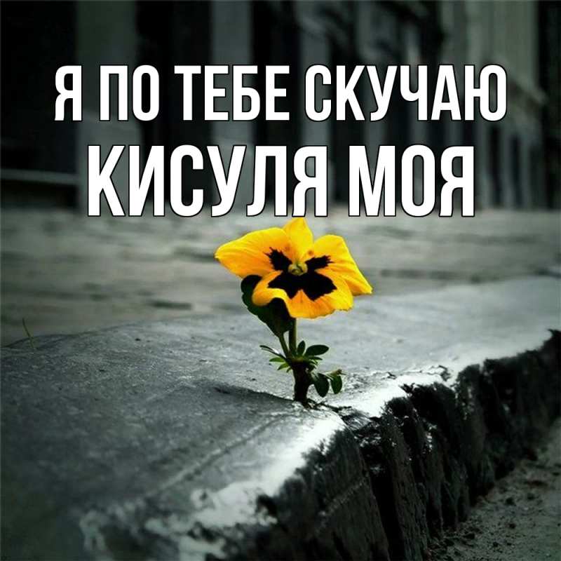 Картинка Я по тебе скучаю, Кисуля моя
