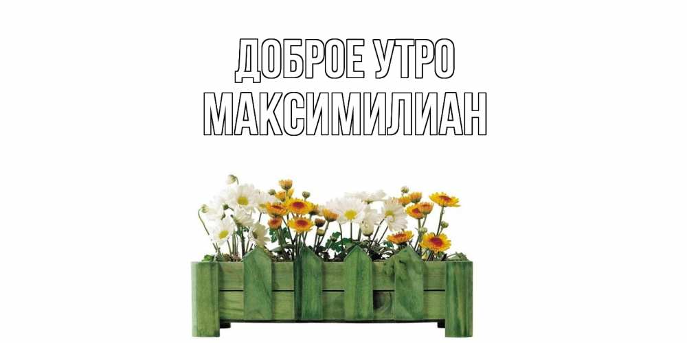 Открытка на каждый день с именем, Максимилиан Доброе утро цветы Прикольная открытка с пожеланием онлайн скачать бесплатно 