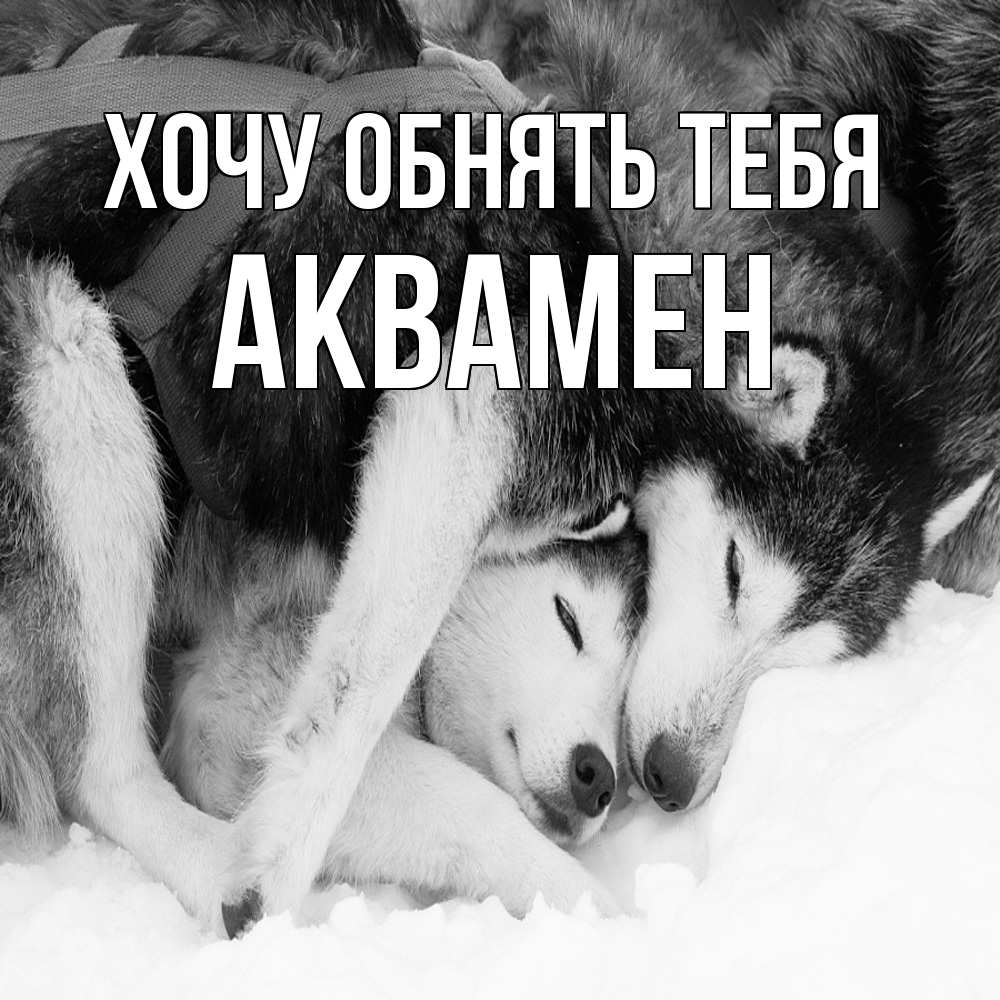 Открытка на каждый день с именем, Аквамен Хочу обнять тебя собачки в упряжке Прикольная открытка с пожеланием онлайн скачать бесплатно 