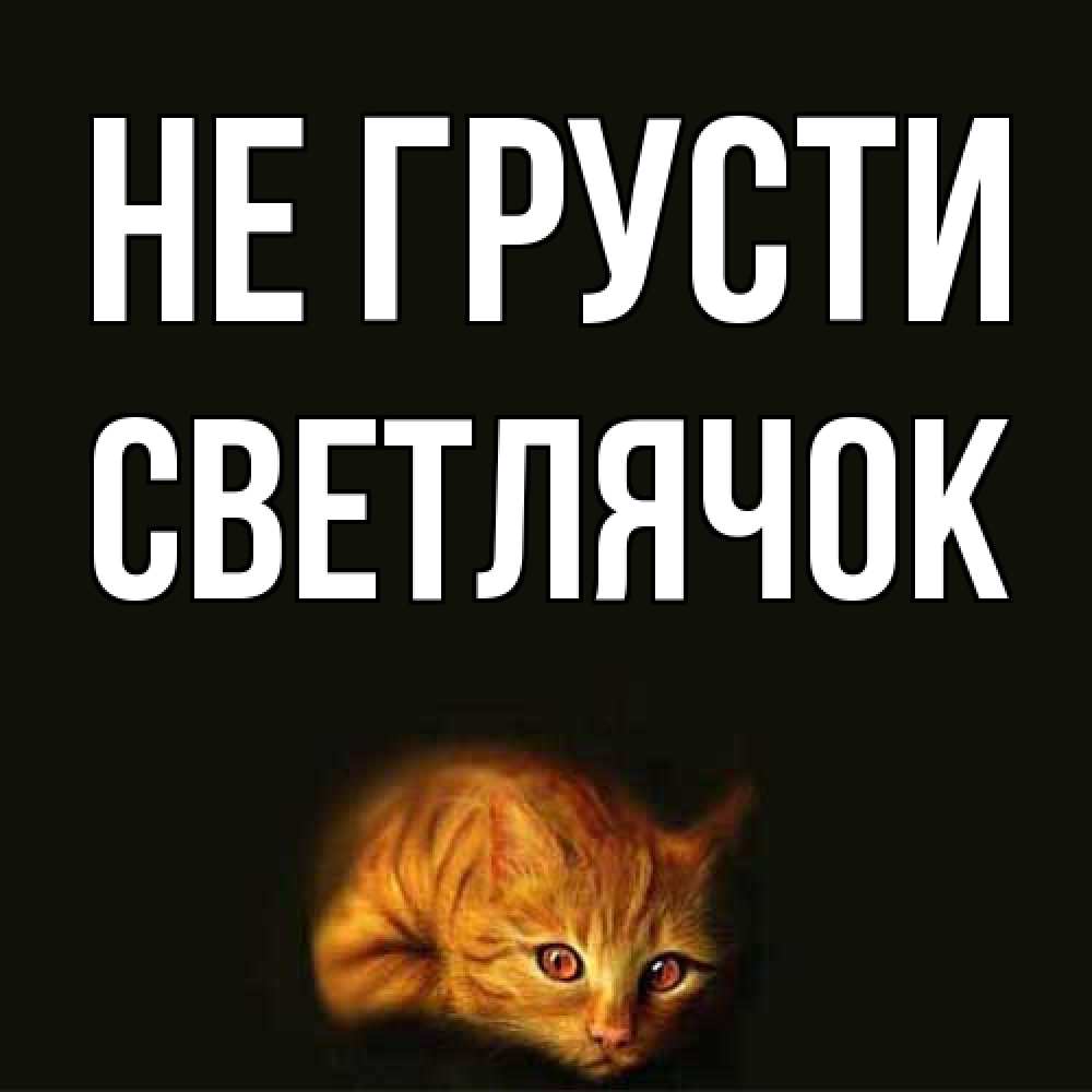 Открытка на каждый день с именем, Светлячок Не грусти лежащий кот в темноте Прикольная открытка с пожеланием онлайн скачать бесплатно 