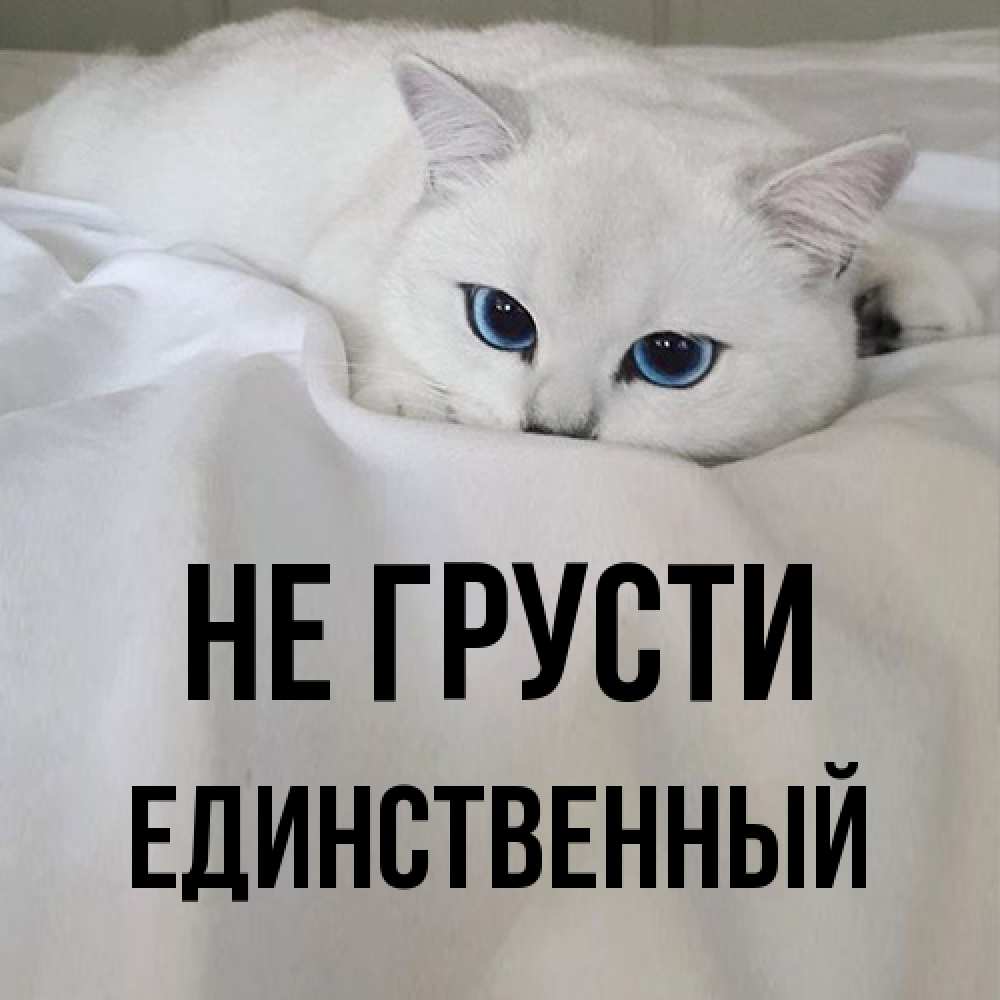 Открытка на каждый день с именем, Единственный Не грусти Голубоглазая кошка Прикольная открытка с пожеланием онлайн скачать бесплатно 