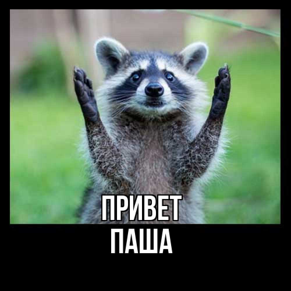 Открытка на каждый день с именем, Паша Привет животные Прикольная открытка с пожеланием онлайн скачать бесплатно 
