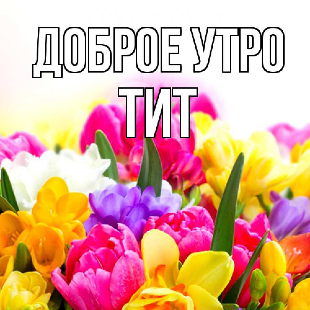 Открытка на каждый день с именем, Тит Доброе утро создать открытку со свое подписью Прикольная открытка с пожеланием онлайн скачать бесплатно 