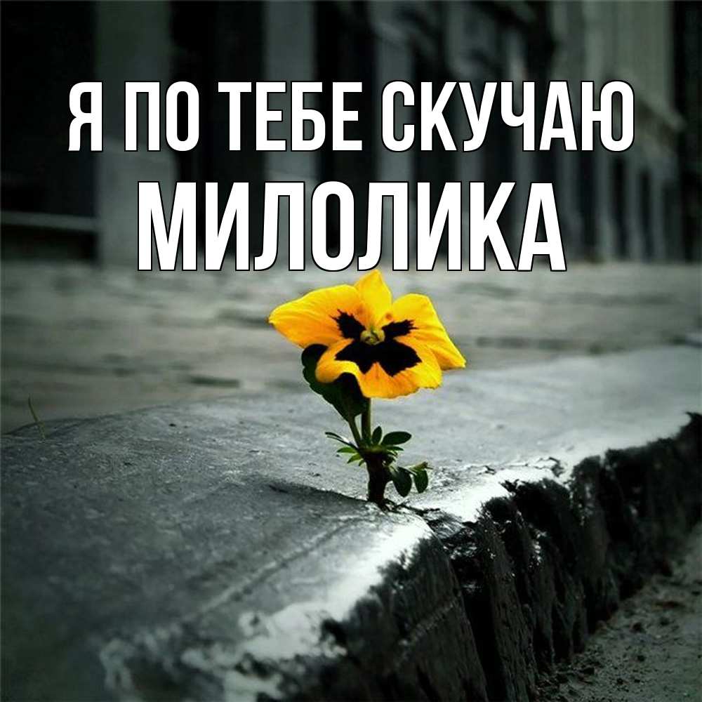 Открытка на каждый день с именем, Милолика Я по тебе скучаю надеюсь будет лучше Прикольная открытка с пожеланием онлайн скачать бесплатно 