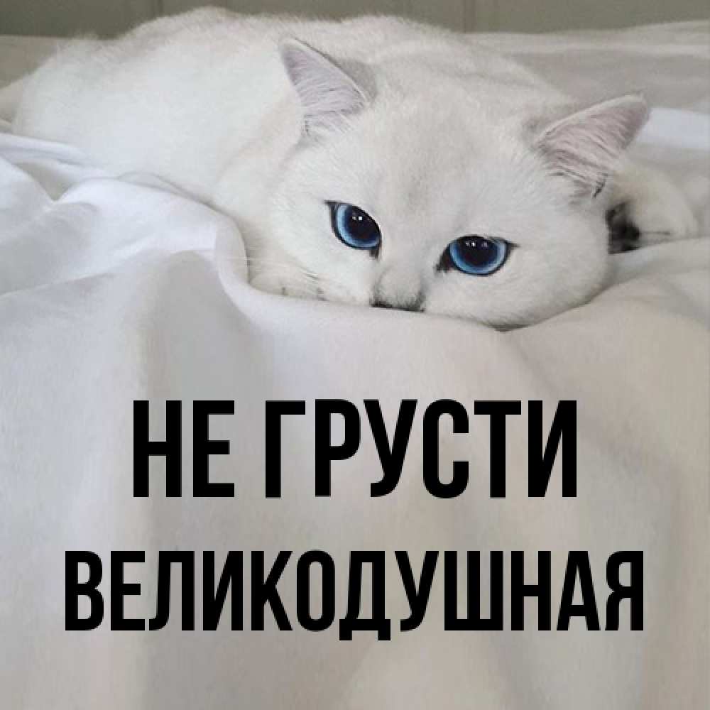 Открытка на каждый день с именем, великодушная Не грусти Голубоглазая кошка Прикольная открытка с пожеланием онлайн скачать бесплатно 