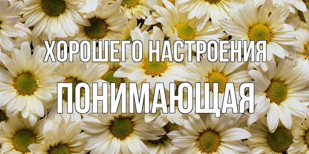 Открытка на каждый день с именем, Понимающая Хорошего настроения крупные ромашки Прикольная открытка с пожеланием онлайн скачать бесплатно 