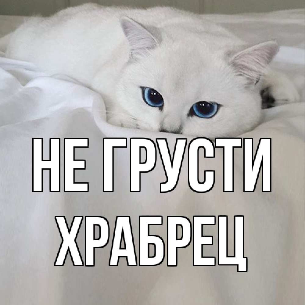 Открытка на каждый день с именем, Храбрец Не грусти белый кот с голубыми глазами на белоснежной кровати Прикольная открытка с пожеланием онлайн скачать бесплатно 