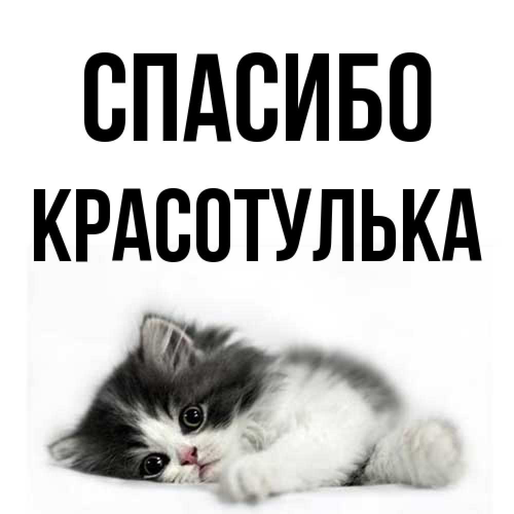 Открытка на каждый день с именем, красотулька Спасибо черный и белый кот Прикольная открытка с пожеланием онлайн скачать бесплатно 