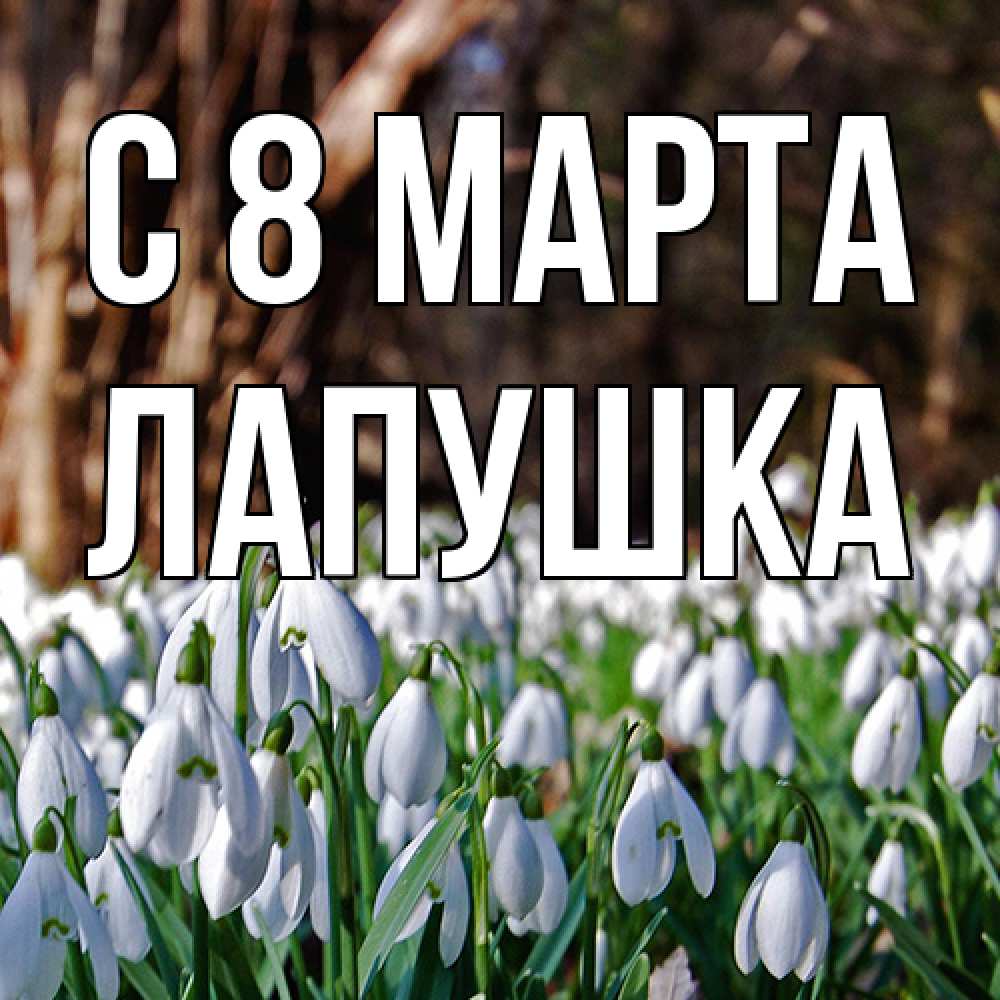 Открытка на каждый день с именем, лапушка C 8 МАРТА с подснежниками 1 Прикольная открытка с пожеланием онлайн скачать бесплатно 