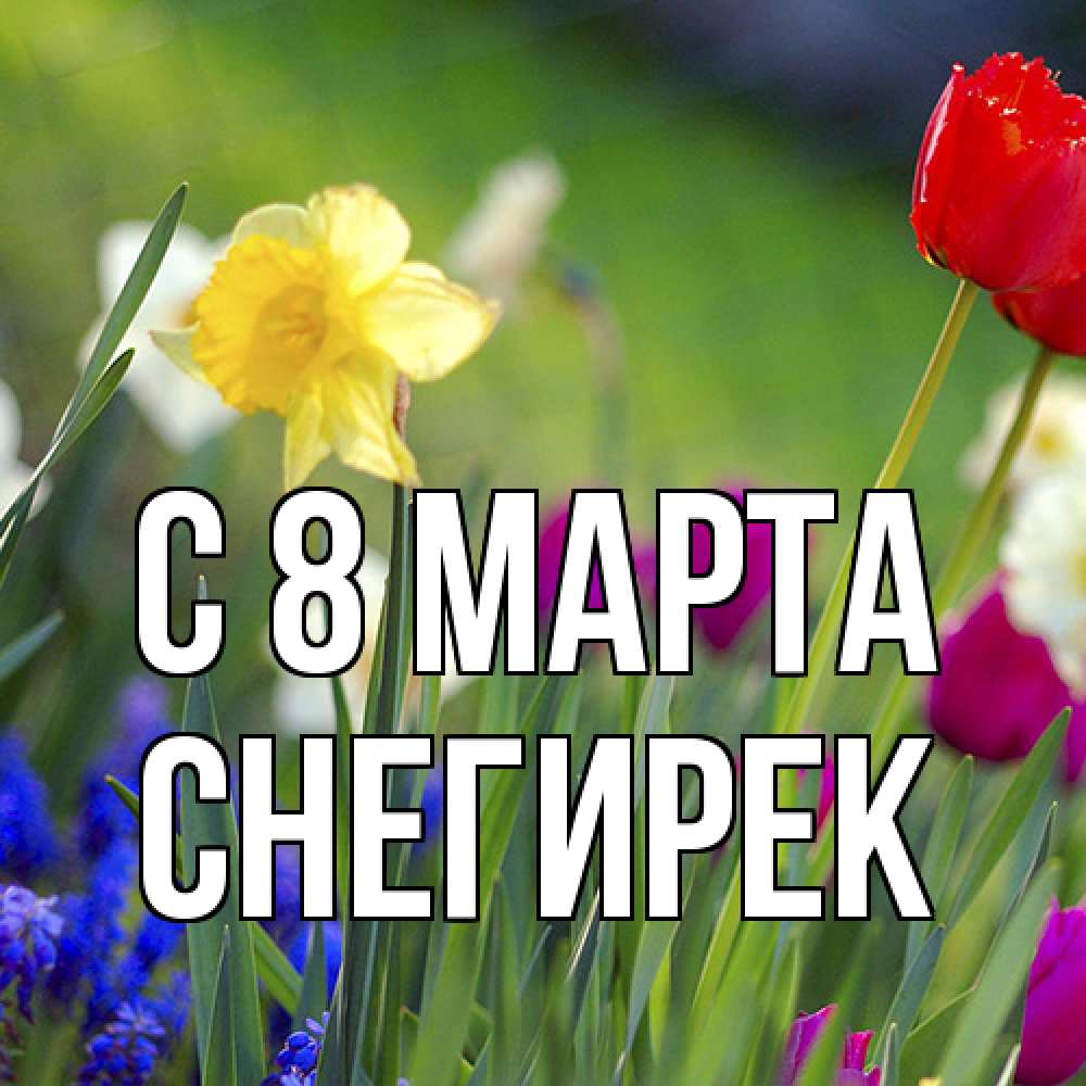 Открытка на каждый день с именем, снегирек C 8 МАРТА международный женский день 3 Прикольная открытка с пожеланием онлайн скачать бесплатно 